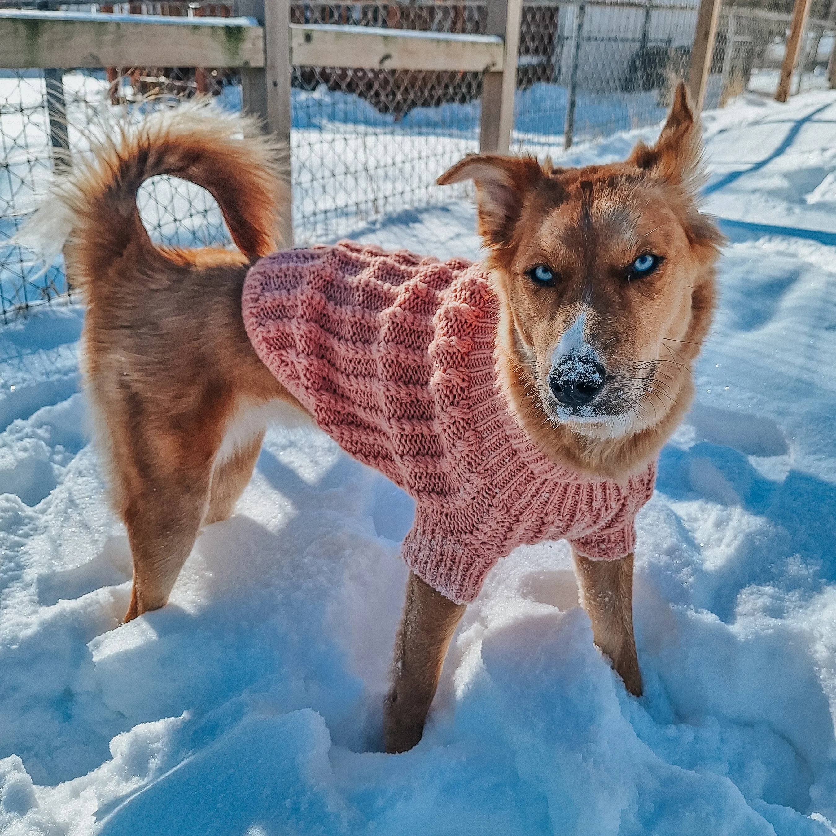 Dog Cable Knit Sweater - Pink